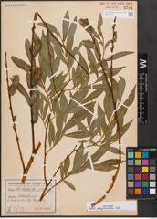 Foto von Salix daphnoides Vill.